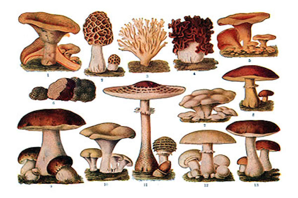 funghi-velenosi